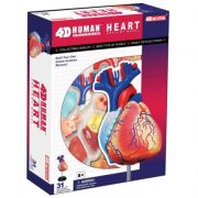 4-d-anatomy-heart-model.jpg
