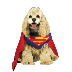 superman-pet-costume-medium.jpg
