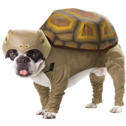 tortoise-pet-animal-planet-med.jpg